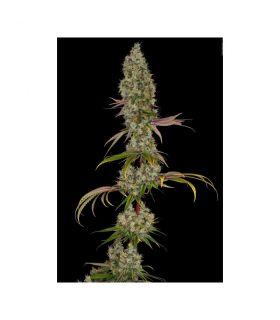 Rainbow Road cannabis seeds