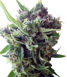 Auto Zamaldelica  by ACE Seeds