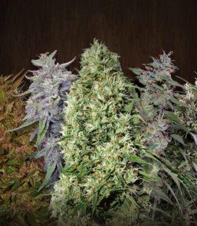 ACE Mix by ACE Seeds