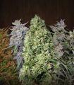 ACE Mix (ACE Seeds)