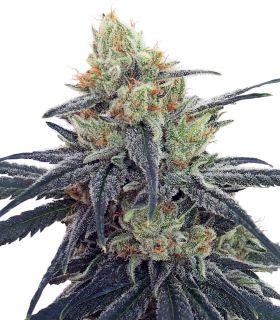 CBD 1 (ACE Seeds)
