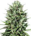 Morocco Beldia Kif (ACE Seeds)