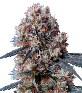 Nepal Jam x Kali China