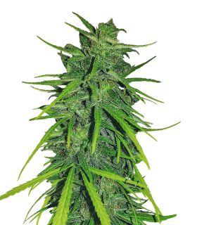 Thai x Panama (ACE Seeds)