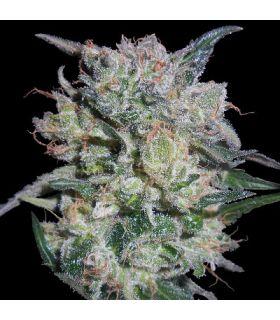 Zamaldelica x Kali China by ACE