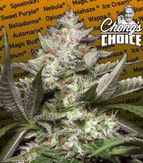 Auto Kong 4 (Paradise Seeds)