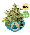 Stress Killer Automatic CBD (Royal Queen Seeds)