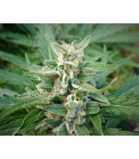 Widow Haze Τριμηνίτικο απο το σποράδικο.gr