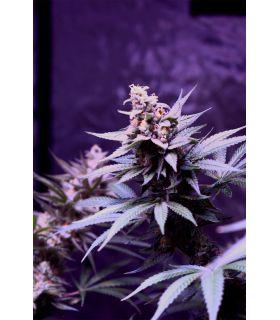 Ananas Punk Τριμηνίτικο (σποράδικο)