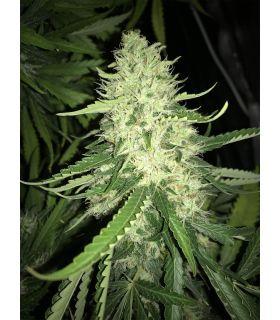 Widow Haze (σποράδικο)