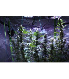 Pineapple Chunk [πρώην Ananas Punk] (σποράδικο)