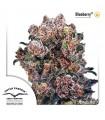 Blueberry (Dutch Passion)