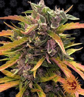 Gorilla Glue Auto (Barney's Farm)