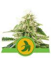 Fat Banana Auto (Royal Queen Seeds)
