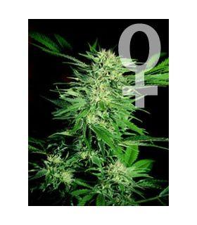 Big Bud (Sensi Seeds)