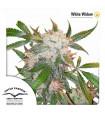 White Widow (Dutch Passion)