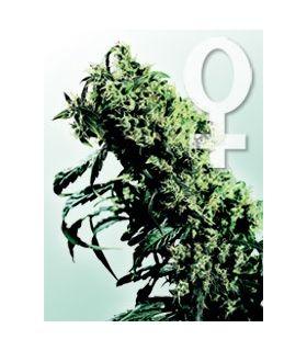 Northern Lights 5 x Haze