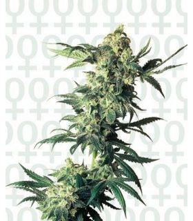 Northern Lights (Sensi Seeds)