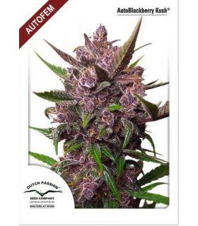 AutoBlackberry Kush