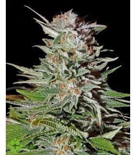 Super Lemon Haze Autoflowering (Greenhouse Seeds)