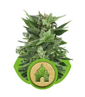 Royal Kush Automatic (Royal Queen Seeds)