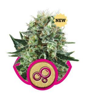 Bubble Kush (Royal Queen Seeds)