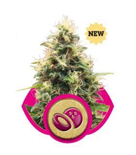 Royal AK (Royal Queen Seeds)