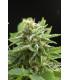 Amnesia Haze (Royal Queen Seeds)
