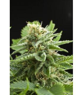 Amnesia Haze (Royal Queen Seeds)