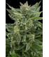 Royal AK Automatic (Royal Queen Seeds)