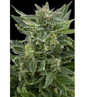 Royal AK Automatic (Royal Queen Seeds)