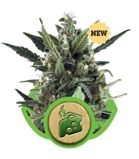 Blue Cheese Automatic (RQS)