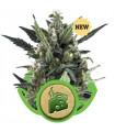 Blue Cheese Automatic (Royal Queen Seeds)
