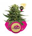 Blue Mystic (Royal Queen Seeds)