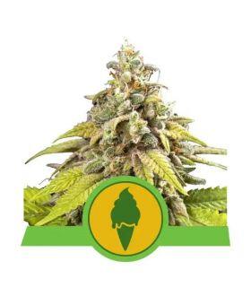 Green Gelato Auto (Royal Queen Seeds)