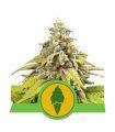Green Gelato Auto (Royal Queen Seeds)