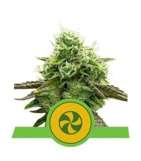 Sweet ZZ Auto (Royal Queen Seeds)