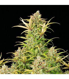 Sweet ZZ Auto (Royal Queen Seeds)