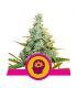 AMG - Amnesia Mac Ganja (Royal Queen Seeds) @sporadiko.gr