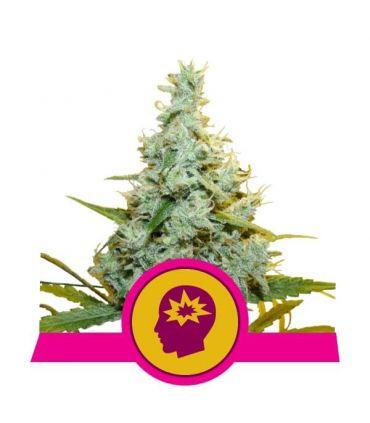 AMG - Amnesia Mac Ganja (Royal Queen Seeds) @sporadiko.gr