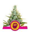AMG - Amnesia Mac Ganja (Royal Queen Seeds)
