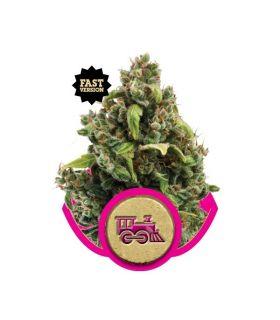 Candy Kush Express FAST Version (RQS)