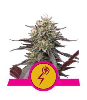 Green Crack Punch (Royal Queen Seeds) @sporadiko.gr