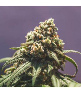 Green Crack Punch (Royal Queen Seeds) @sporadiko.gr