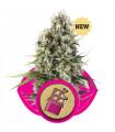 Chocolate Haze (Royal Queen Seeds)