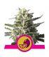 Lemon Shining Silver Haze (Royal Queen Seeds) @sporadiko.gr