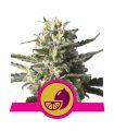 Lemon Shining Silver Haze (Royal Queen Seeds)