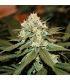 Lemon Shining Silver Haze (Royal Queen Seeds) @sporadiko.gr