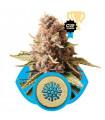 Euphoria (Royal Queen Seeds)