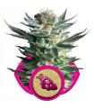Fruit Spirit (Royal Queen Seeds)